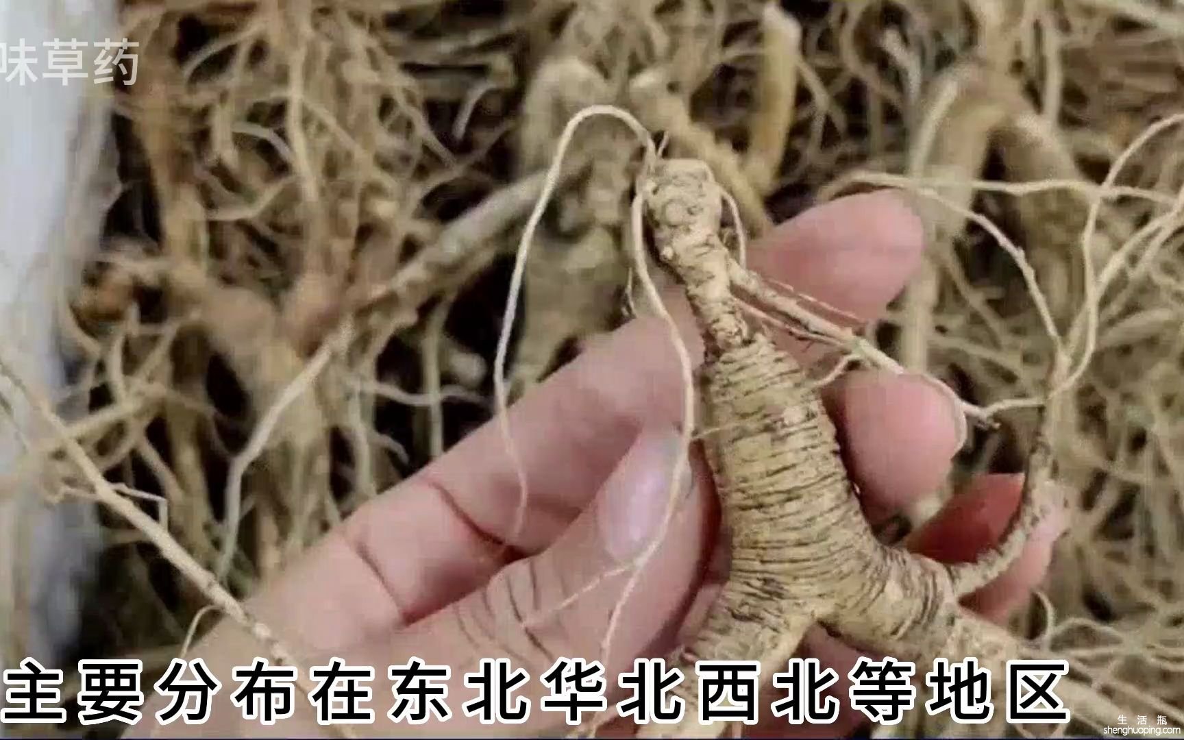 草药地龙的功效与作用(草药地龙：祛湿、止痛、活血、调经的好帮手)